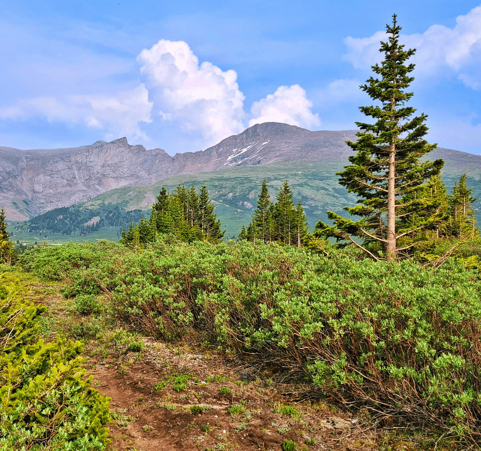 Decorative cover image for mobile webpage. Forested area with rocky mountain peaks in distance.